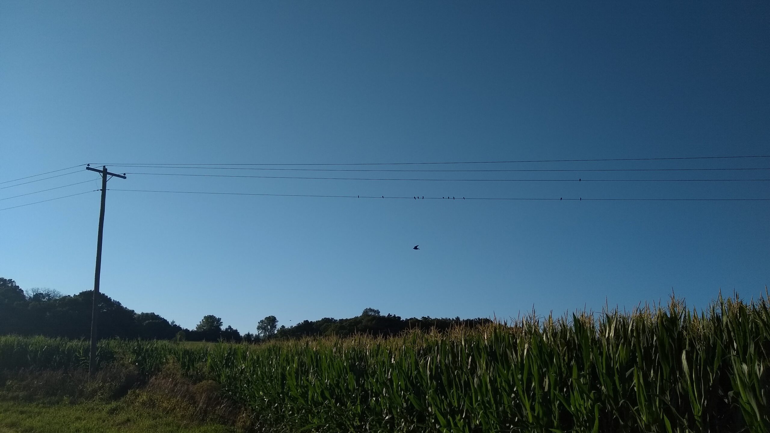 Birds on power line
