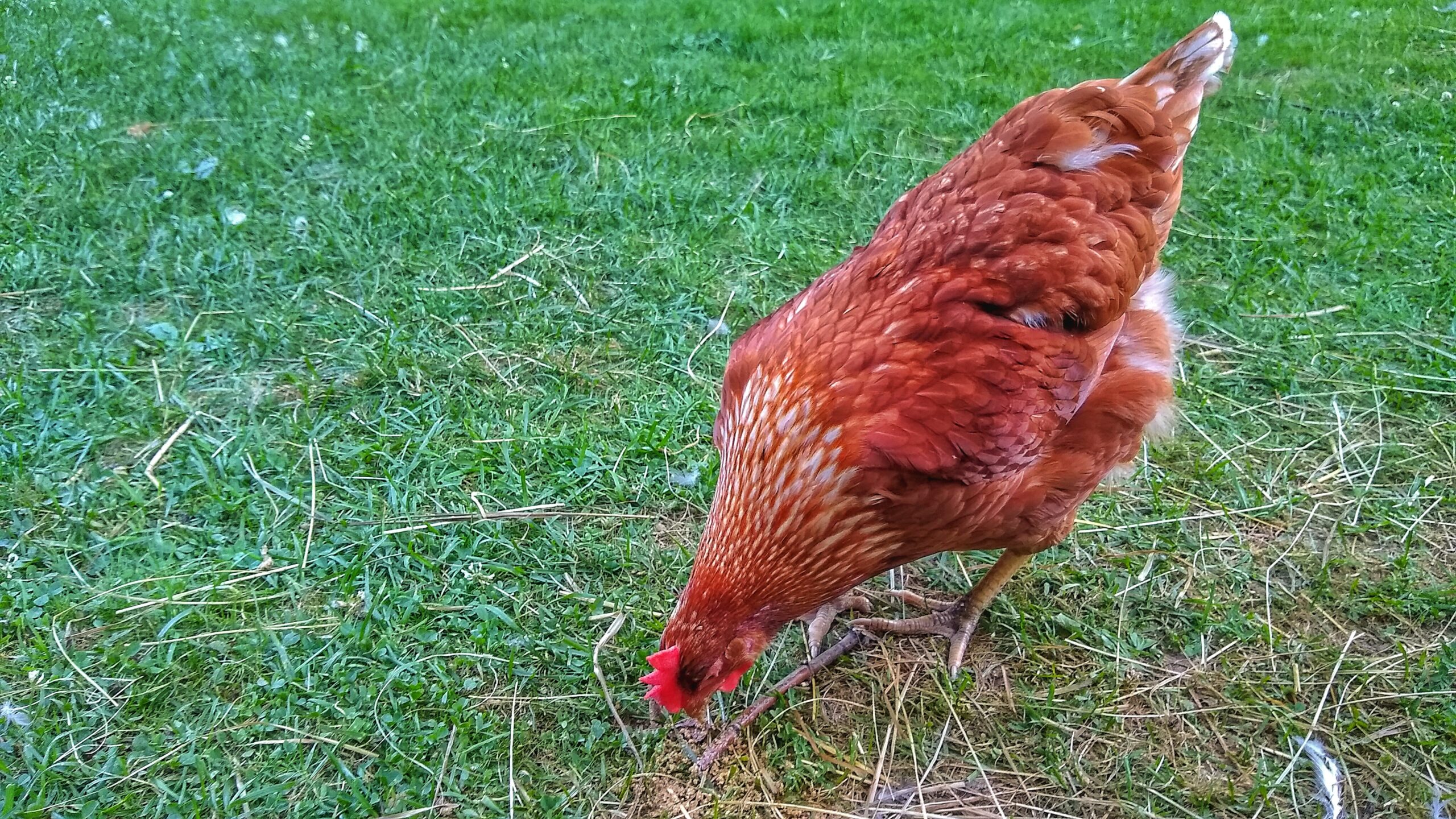 Cinnamon queen chicken pecking at the ground