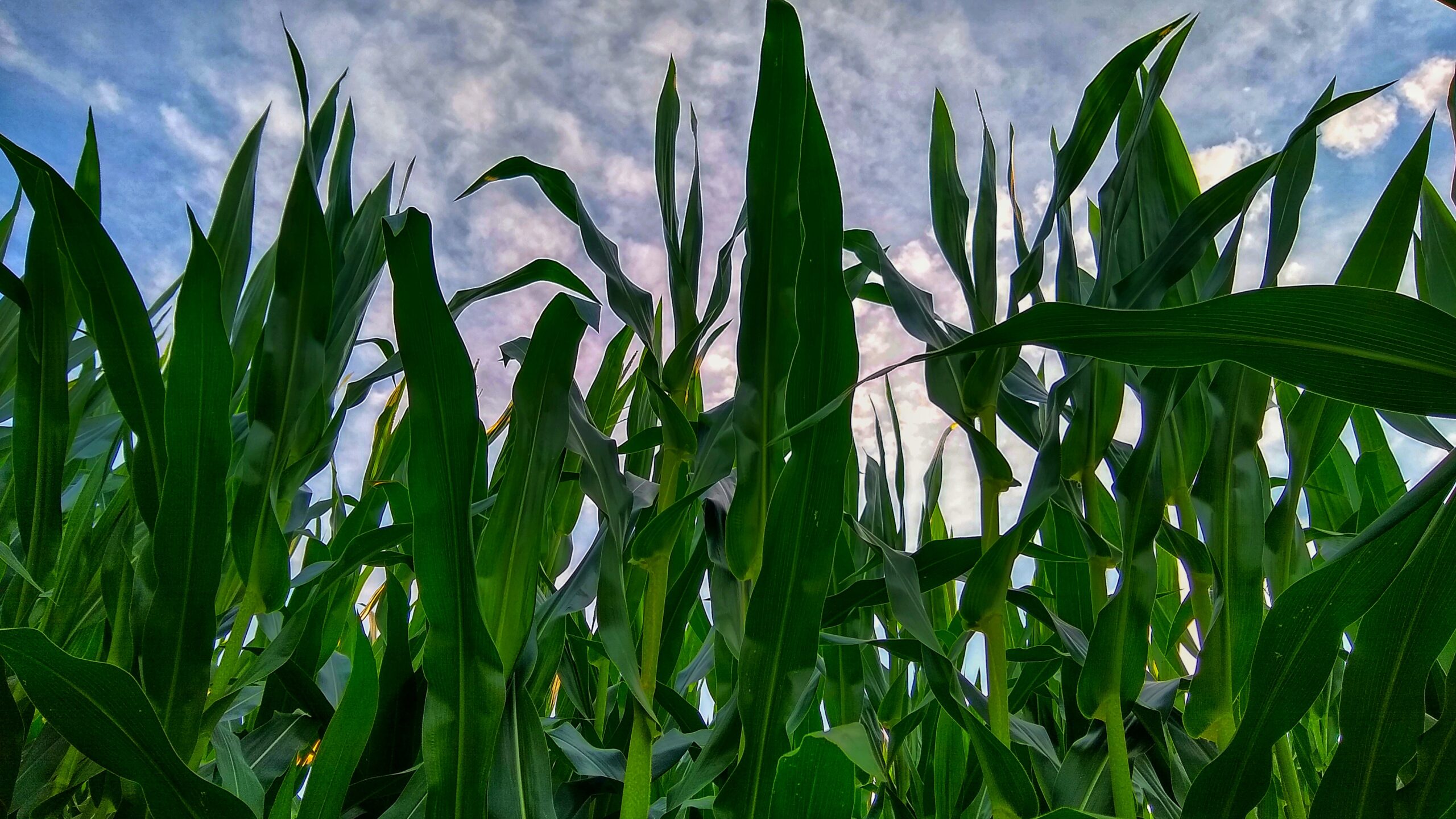 Corn against cloudy sky
