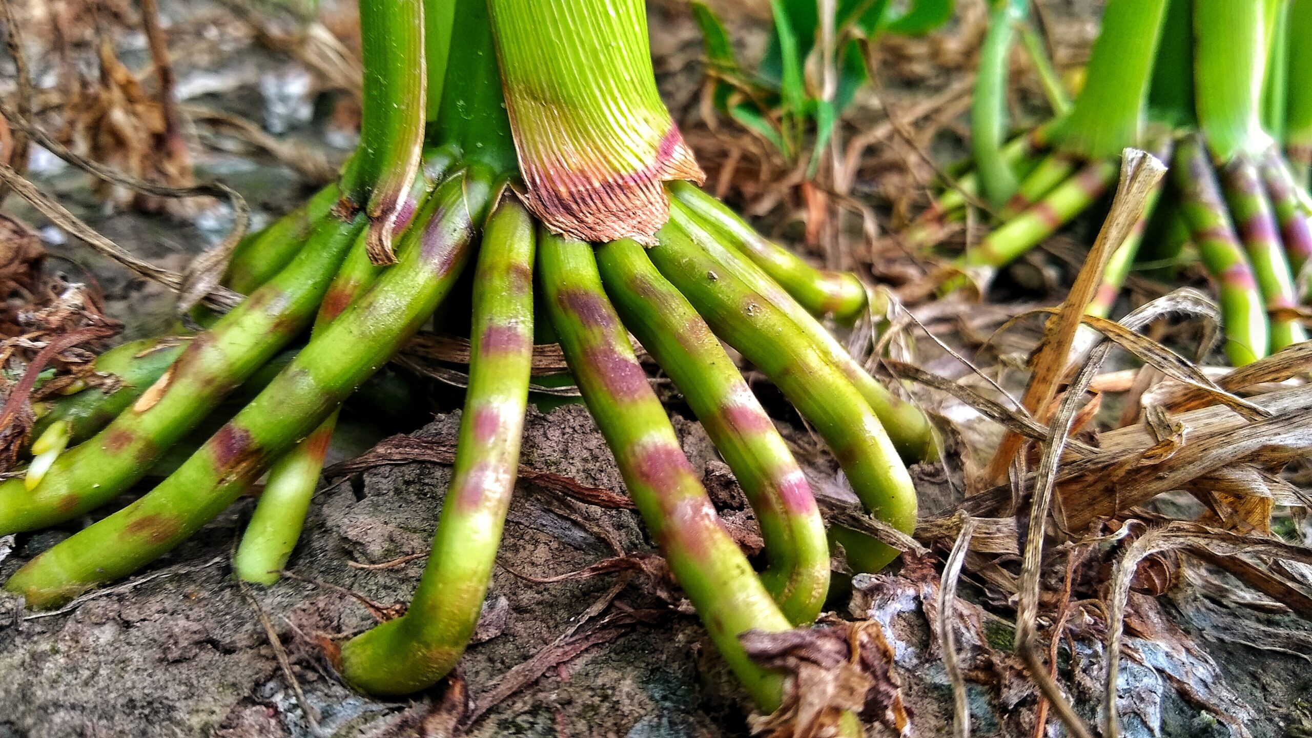 Corn plant root