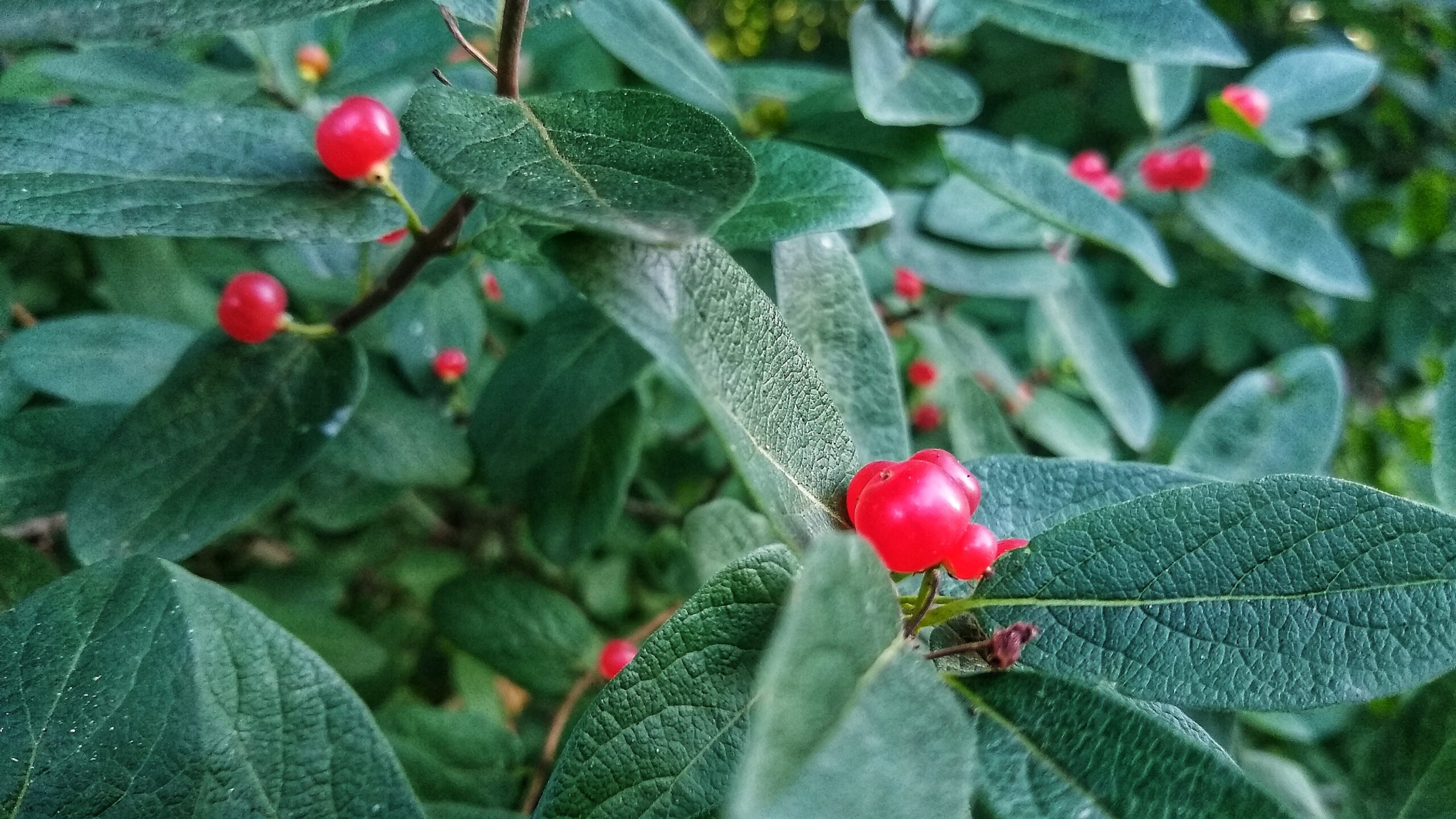 Red honeysuckle berries