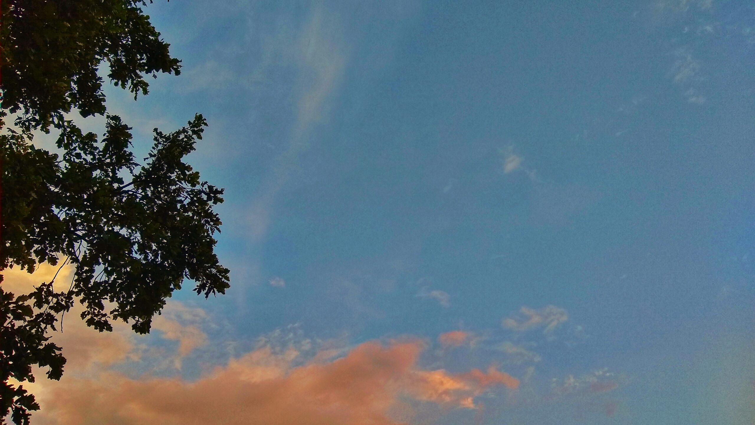 Oak tree silhouette against blue sky