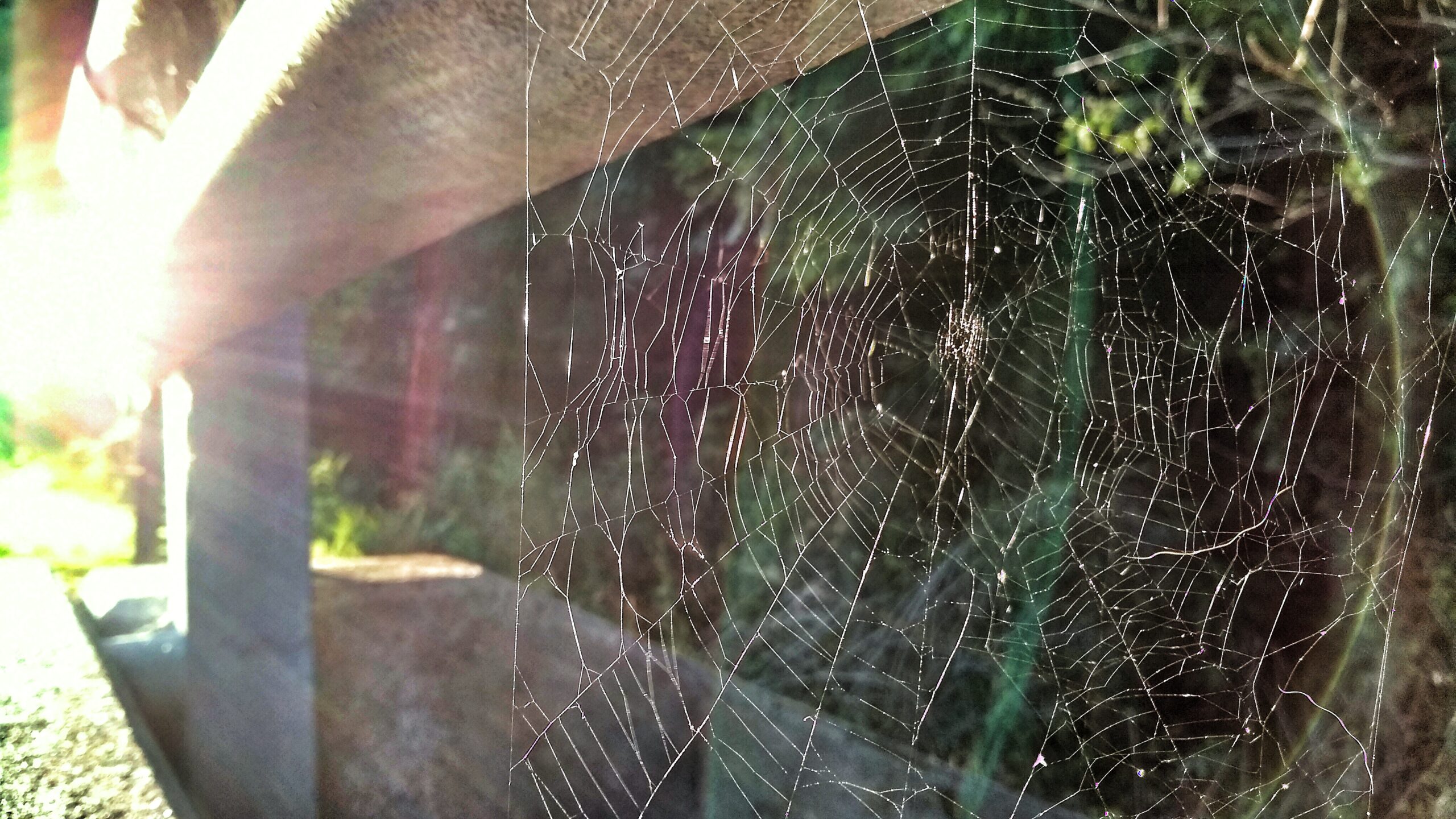 Spiderweb on bridge