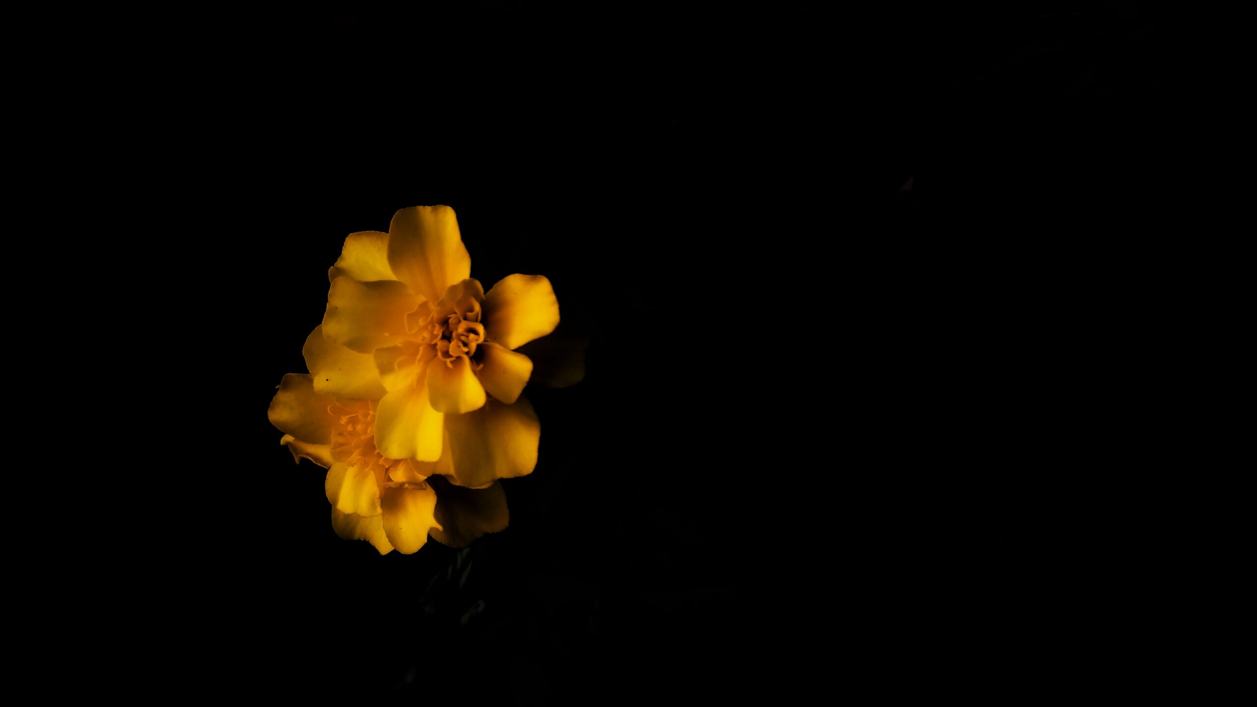 Yellow marigold flower with black background